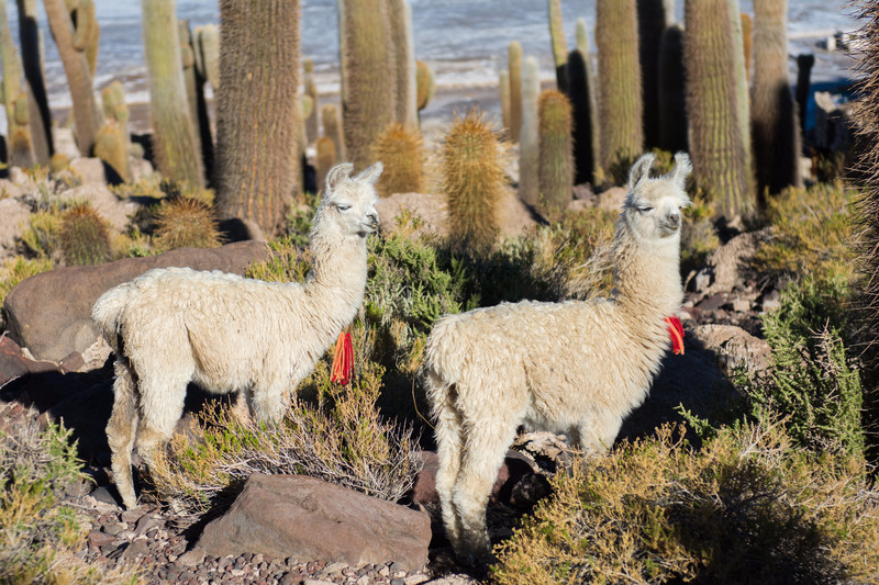 カップル　動物　ラマ