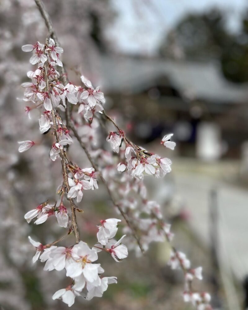 岐阜の結婚相談所グリーンリングのブログ写真、長良天神　桜