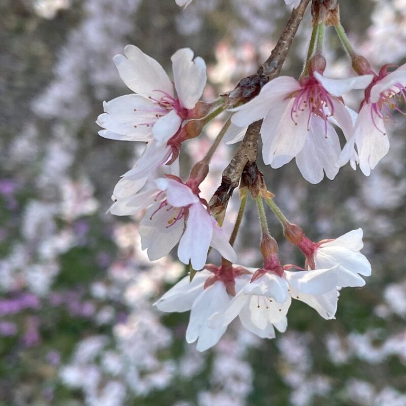 岐阜の結婚相談所グリーンリングのブログの画像　長良天神　桜