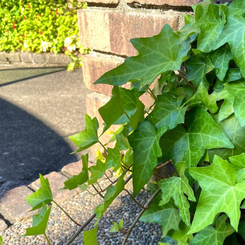 岐阜の結婚相談所グリーンリングのブログの画像　植物