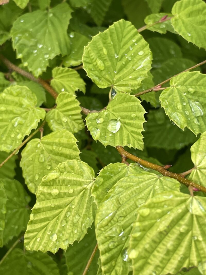 岐阜の結婚相談所グリーンリングのブログの画像　植物