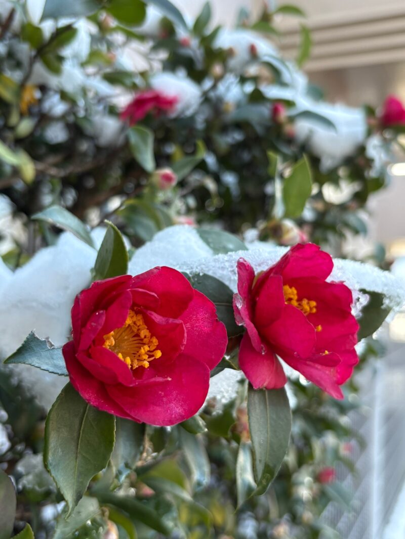 岐阜の結婚相談所グリーンリングのブログの画像　雪