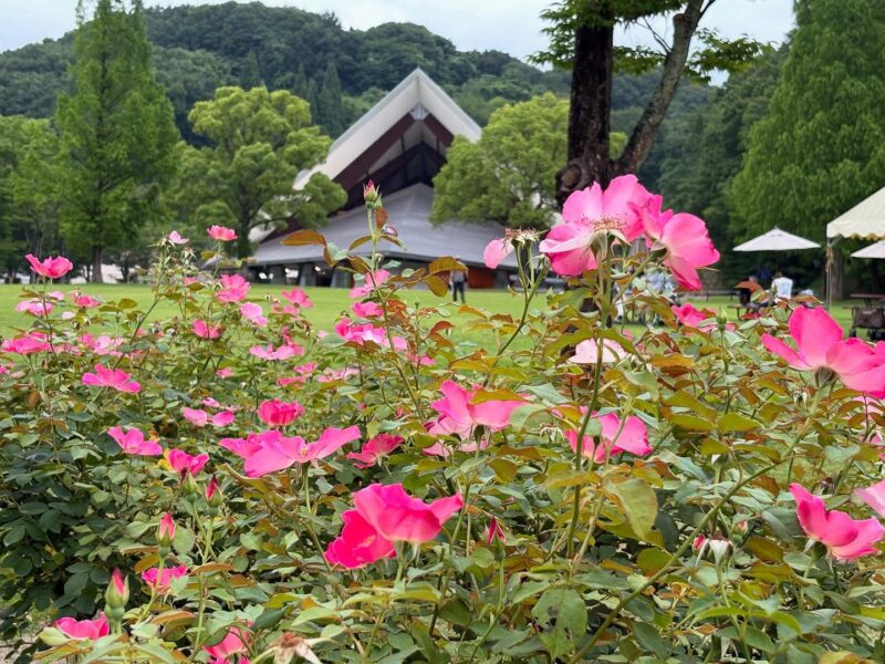 岐阜の結婚相談所グリーンリングのブログの画像 デート