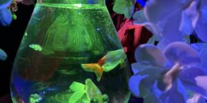 岐阜の結婚相談所グリーンリングのブログの画像　アートアクアリウム
