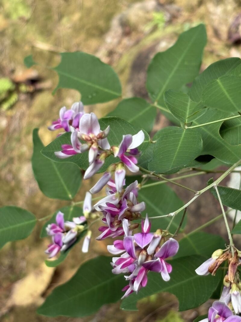 岐阜の結婚相談所グリーンリングのブログの画像　百年公園