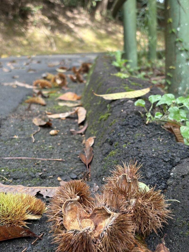 岐阜の結婚相談所グリーンリングのブログの画像　百年公園