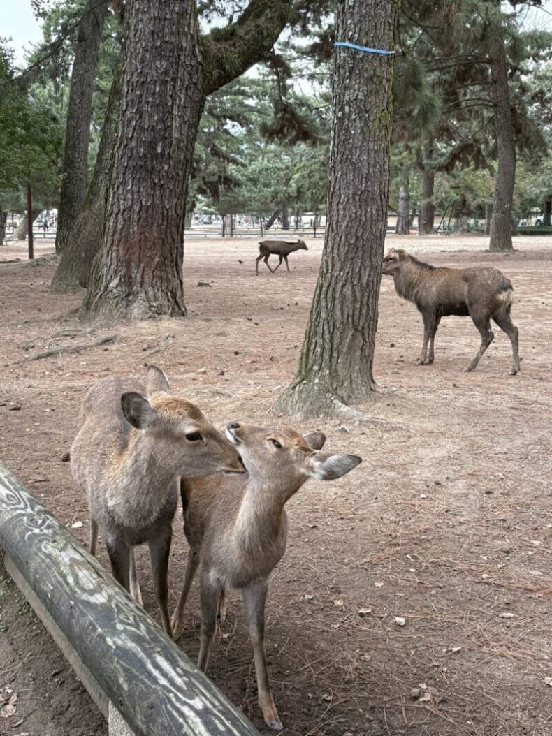 岐阜の結婚相談所グリーンリングのブログの画像　奈良