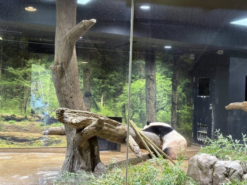 岐阜の結婚相談所グリーンリングのブログの画像　東京