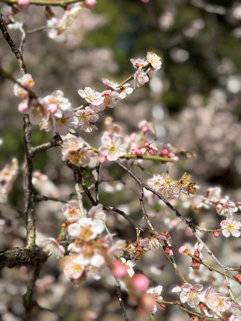 岐阜の結婚相談所グリーンリングのブログの画像　梅