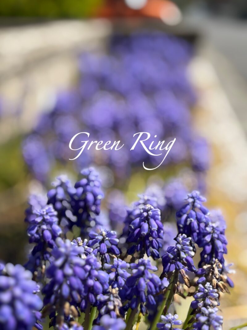 岐阜の結婚相談所グリーンリングのブログの画像　花