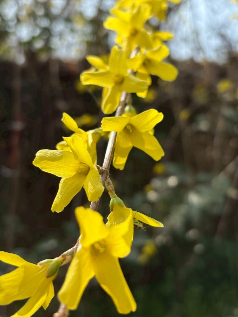 岐阜の結婚相談所グリーンリングのブログの画像　花