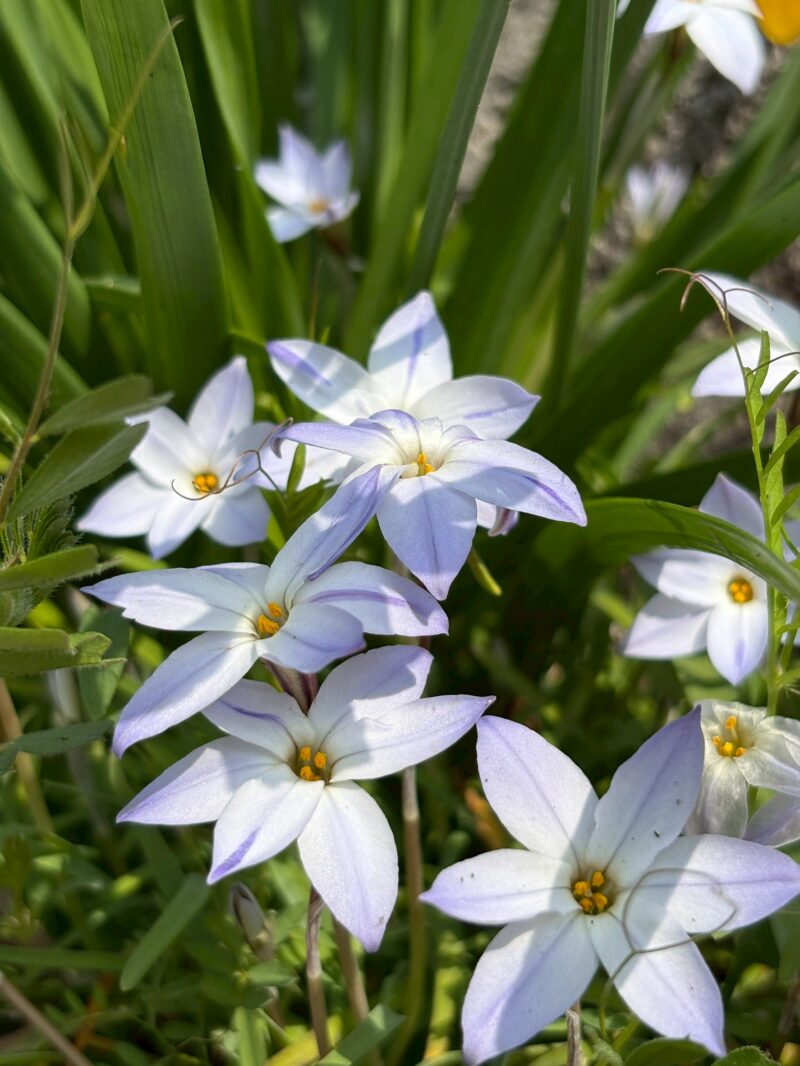 岐阜の結婚相談所グリーンリングのブログの画像　花
