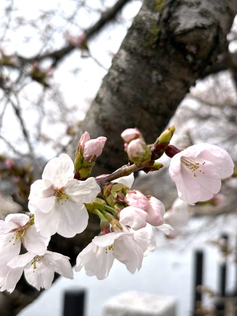 岐阜の結婚相談所グリーンリングのブログの画像　竹生島